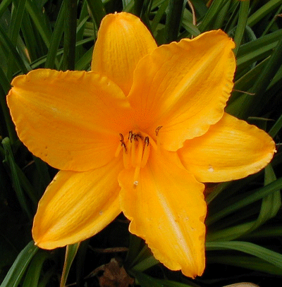 Photo of ESPERANZA GOLD